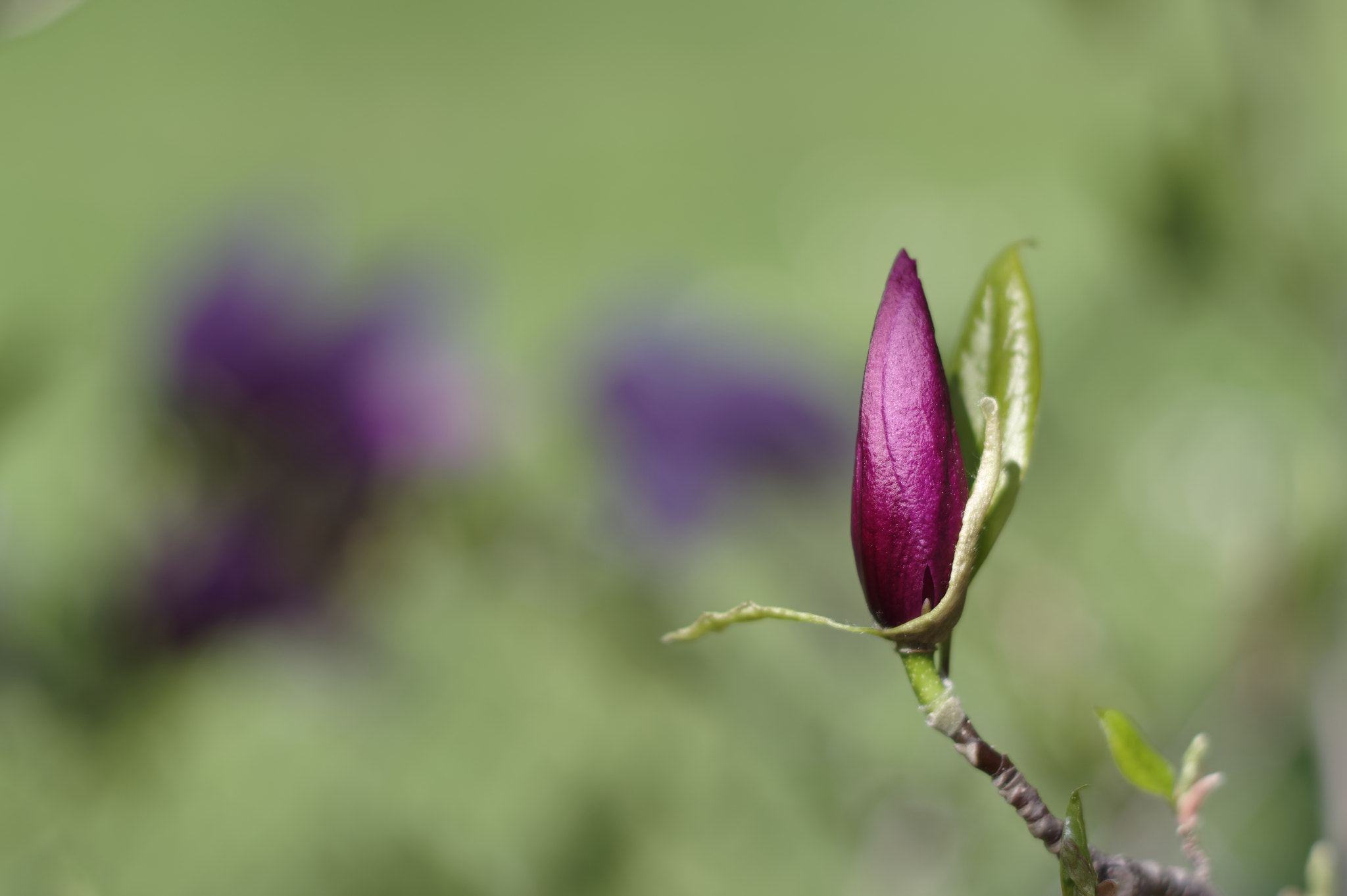 Pentax K-3 sample photo. Magnolia photography