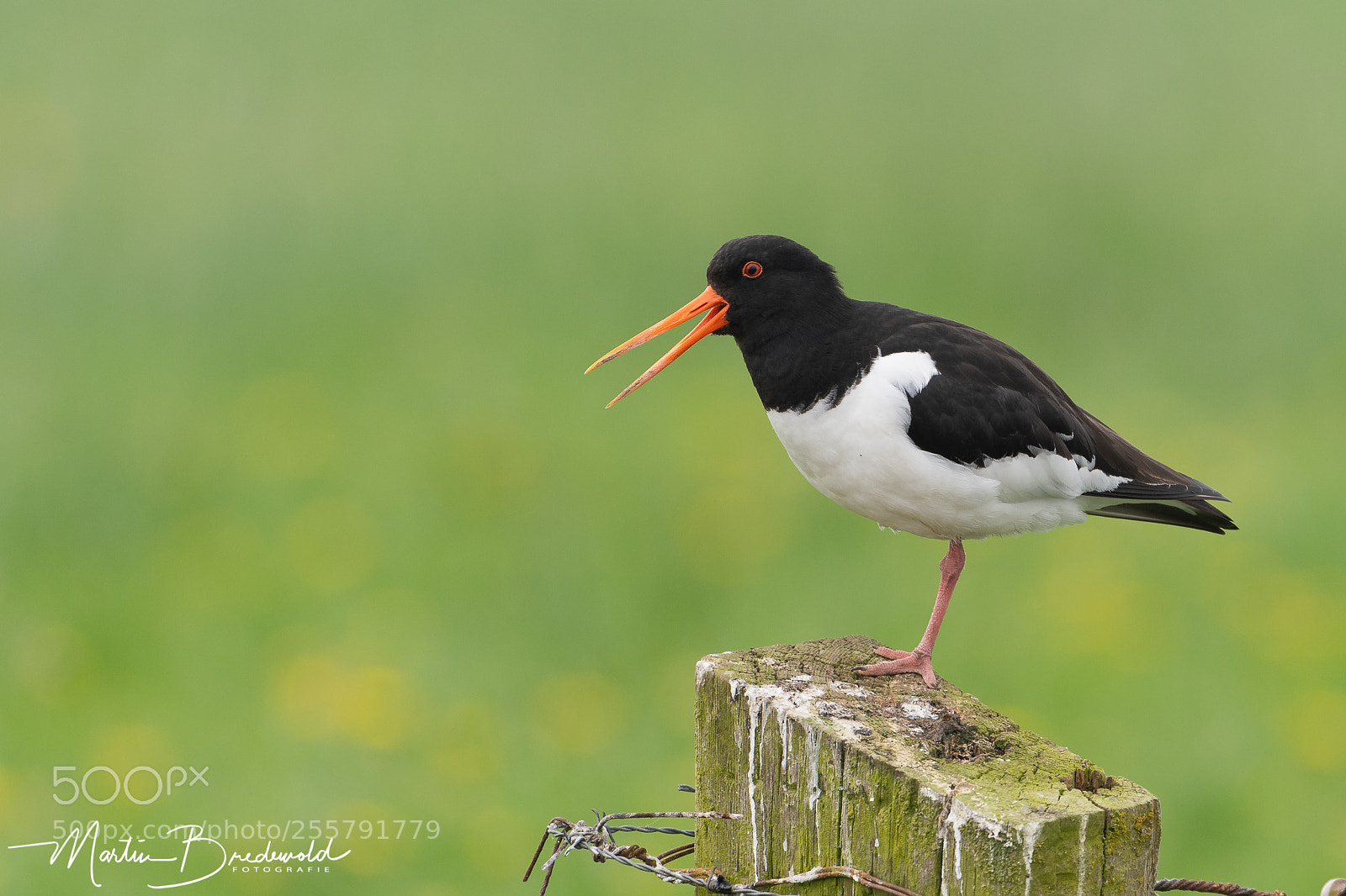 Nikon D500 sample photo. Oystercatcher - scholekster photography