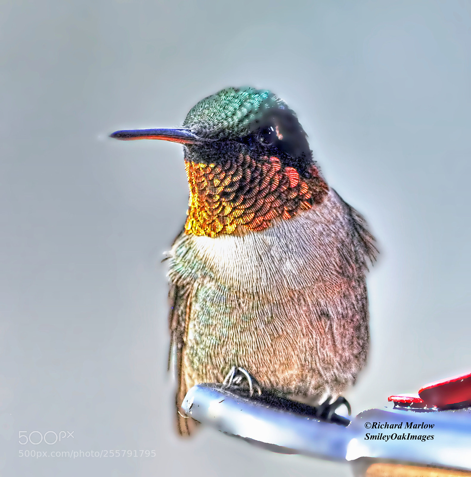 Nikon D5000 sample photo. Hummingbird photography