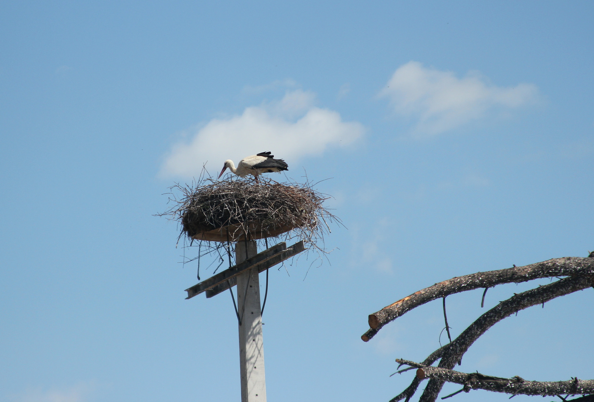 Canon EF 28-135mm F3.5-5.6 IS USM sample photo. Stork photography