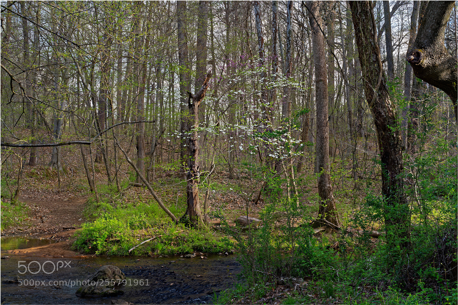 Sony a7R III sample photo. Cedarockparkburlingtonnc photography