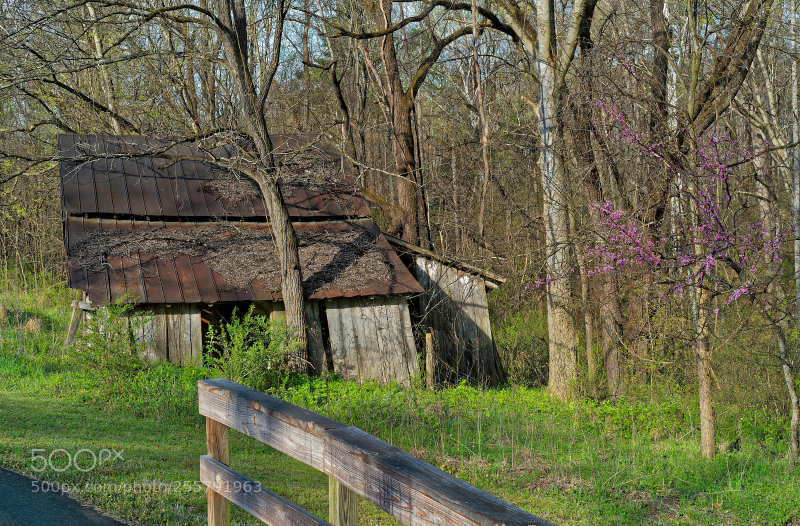 Sony a7R III sample photo. Cedarockparkburlingtonnc photography