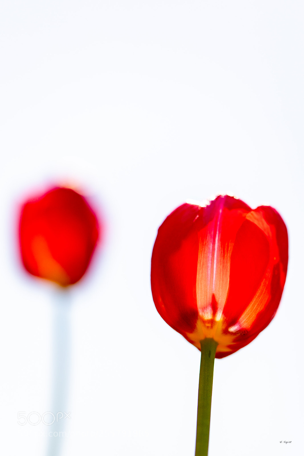 Canon EOS 6D Mark II sample photo. Tulipan photography