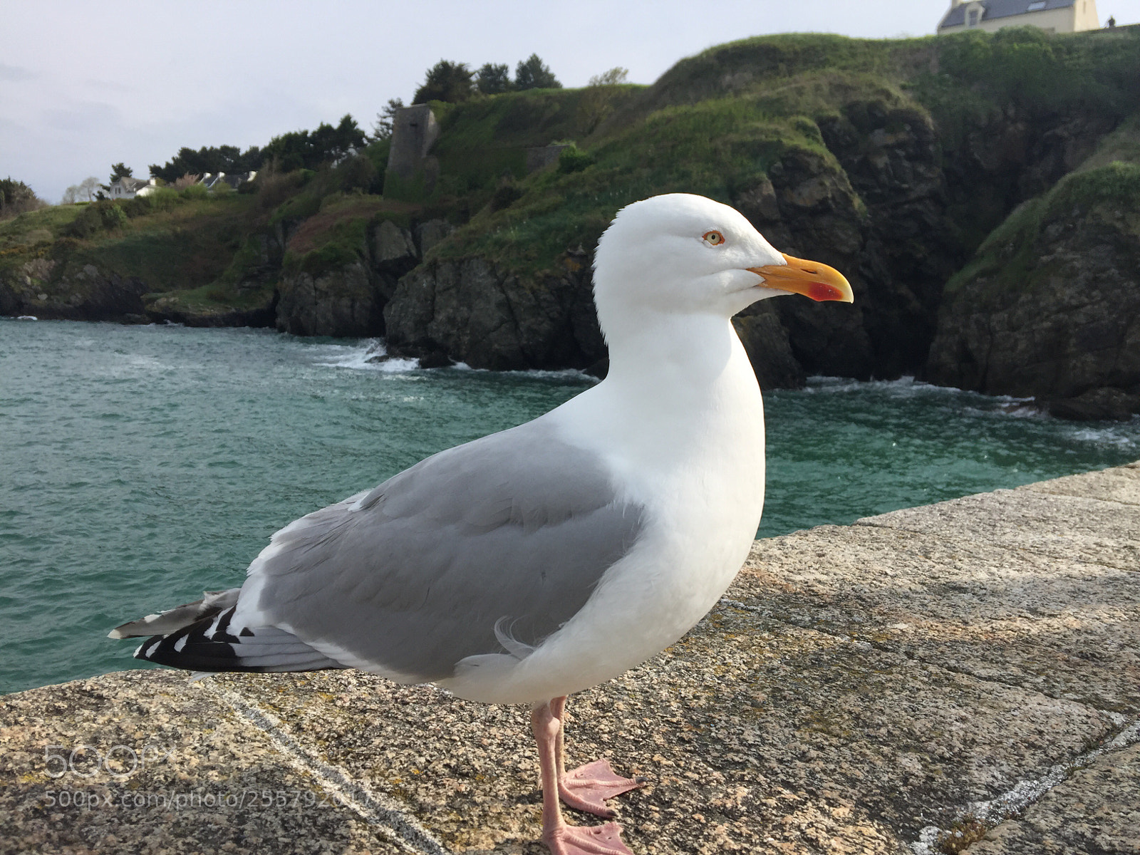 Apple iPhone 6 Plus sample photo. La mouette  photography