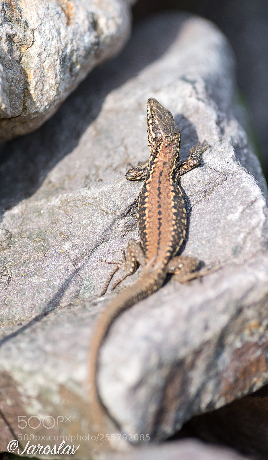 Nikon D500 sample photo. Lizard sunbath  photography