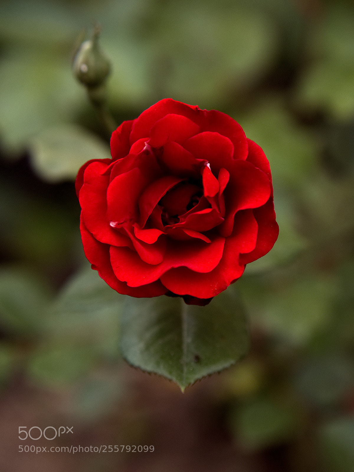 Panasonic Lumix DC-GH5 sample photo. *** photography