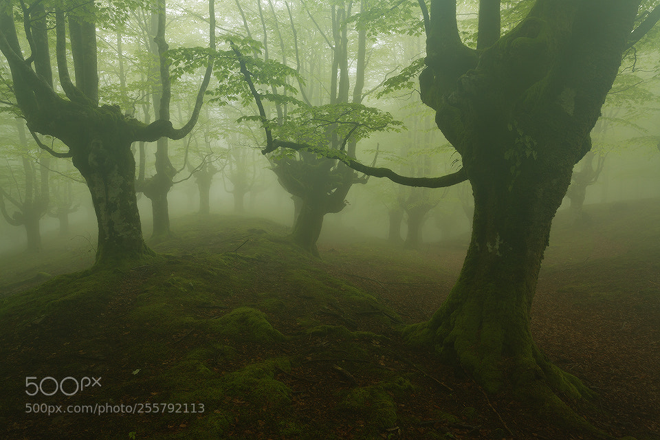 Canon EOS 5D Mark II sample photo. Green days photography
