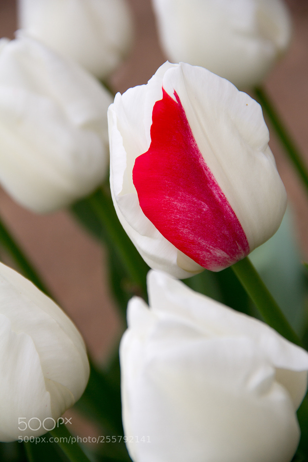 Canon EOS 60D sample photo. I'm different! photography