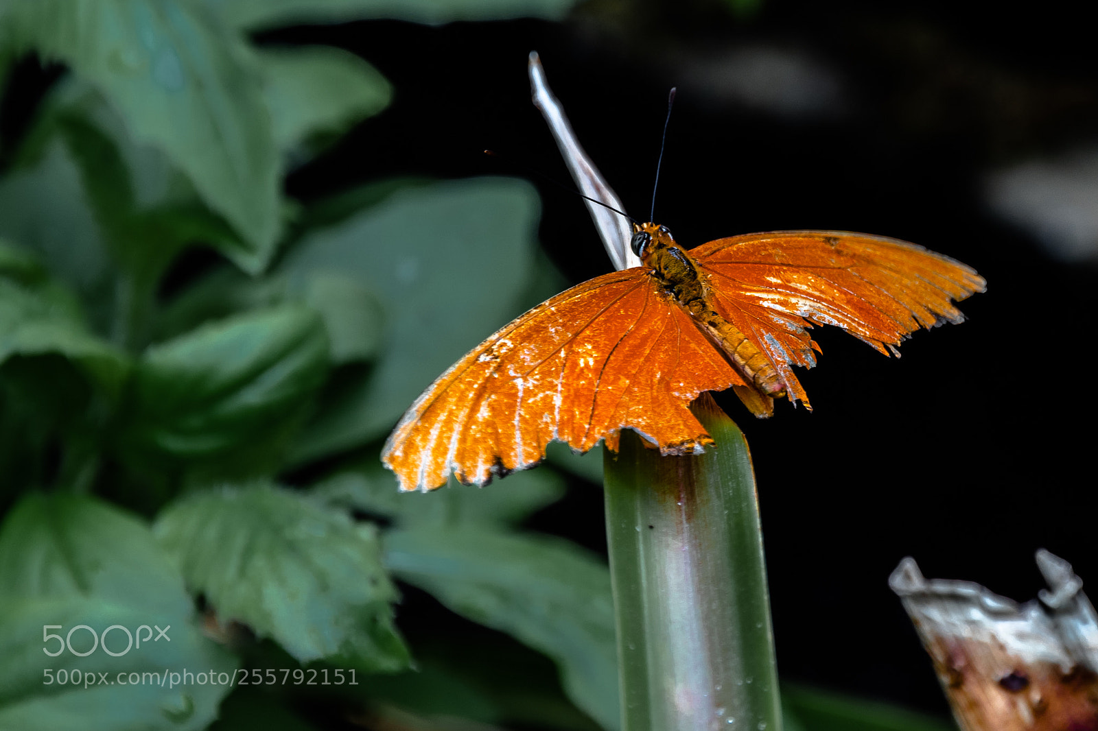 Canon EOS 80D sample photo. Orange butterfly sitting on photography