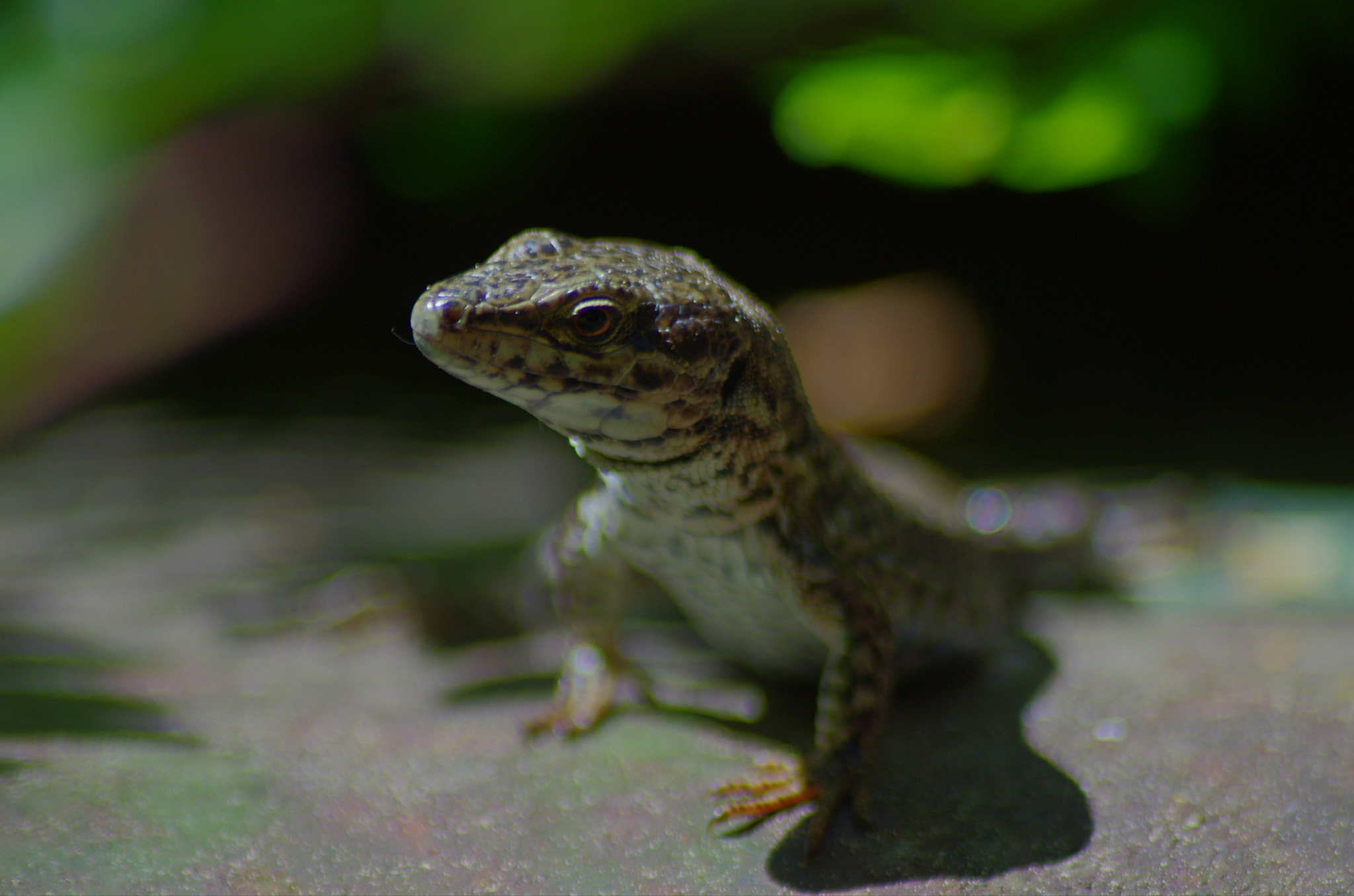 Pentax K-5 IIs sample photo. Lizard on my garden photography