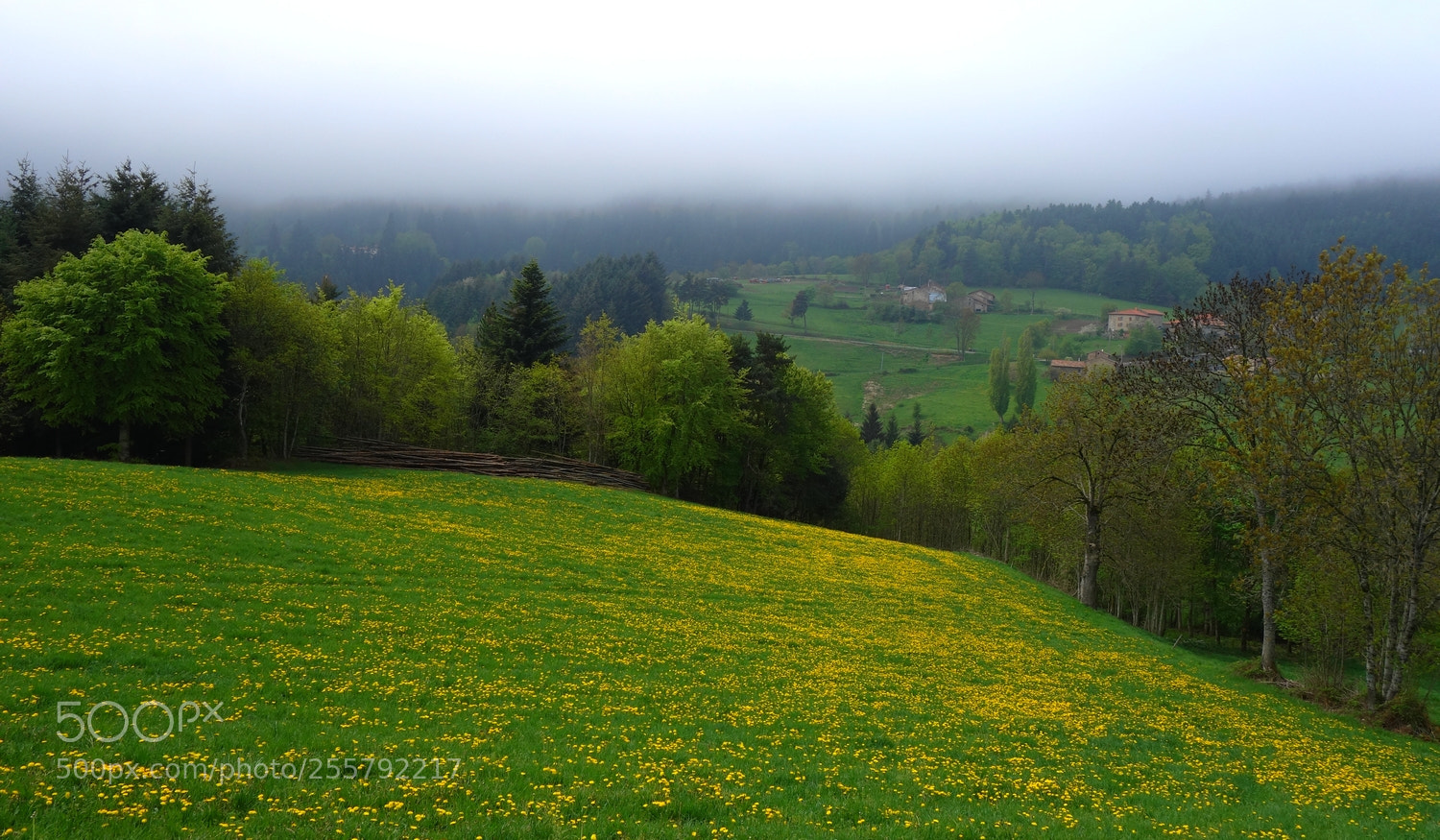 Sony Cyber-shot DSC-RX100 sample photo. Yellow spring under grey photography