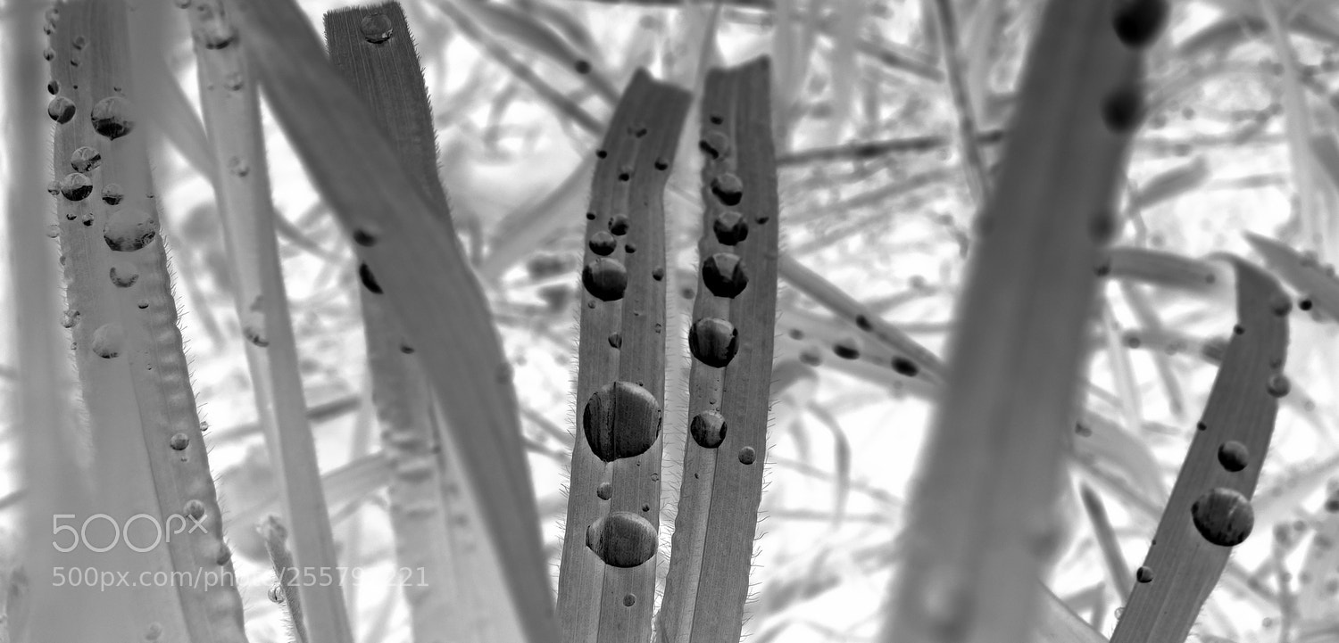 Sony Cyber-shot DSC-RX100 sample photo. Drops in a field photography