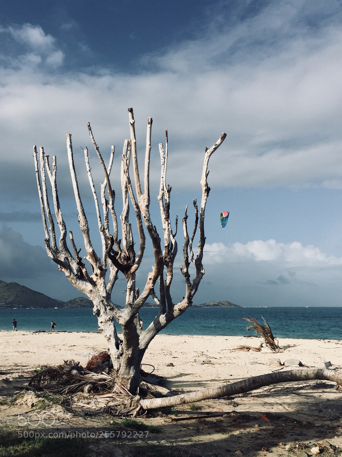Apple iPhone 6 Plus sample photo. Tree on the beach photography