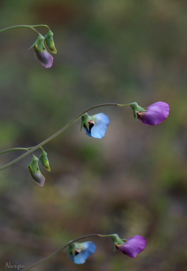 Canon EF 100mm F2.8L Macro IS USM sample photo. Beauties from nature photography