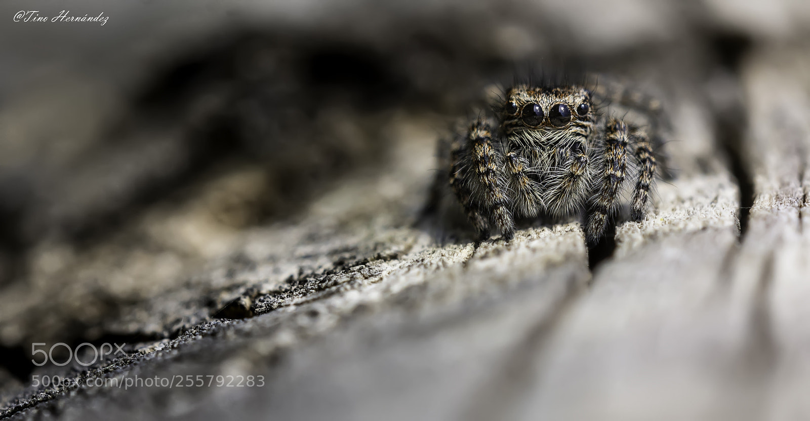 Nikon D7200 sample photo. The great hairy spider photography