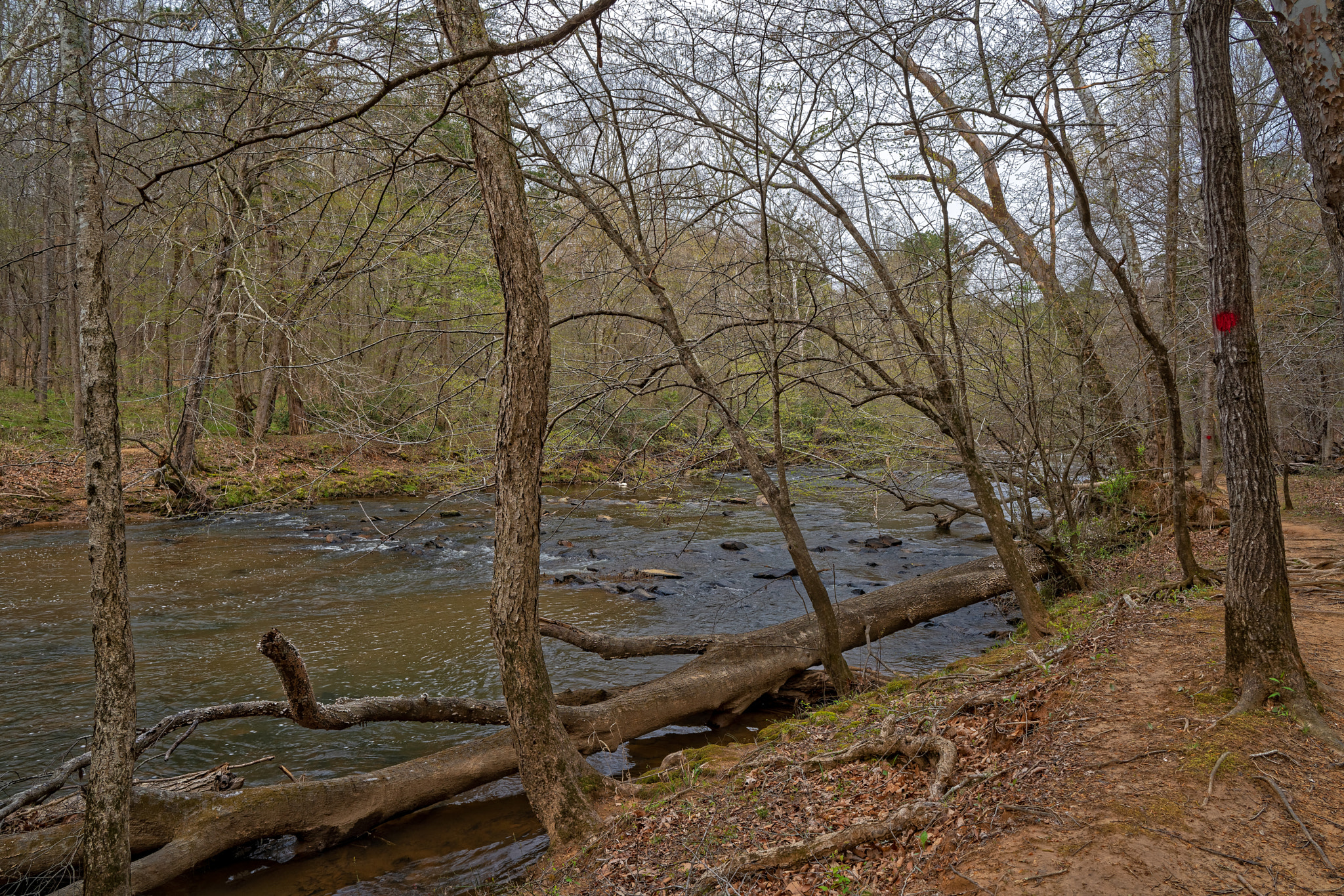 Sony a7R III + ZEISS Batis 25mm F2 sample photo. Enoriverparkdunnagan traildurhamnc photography