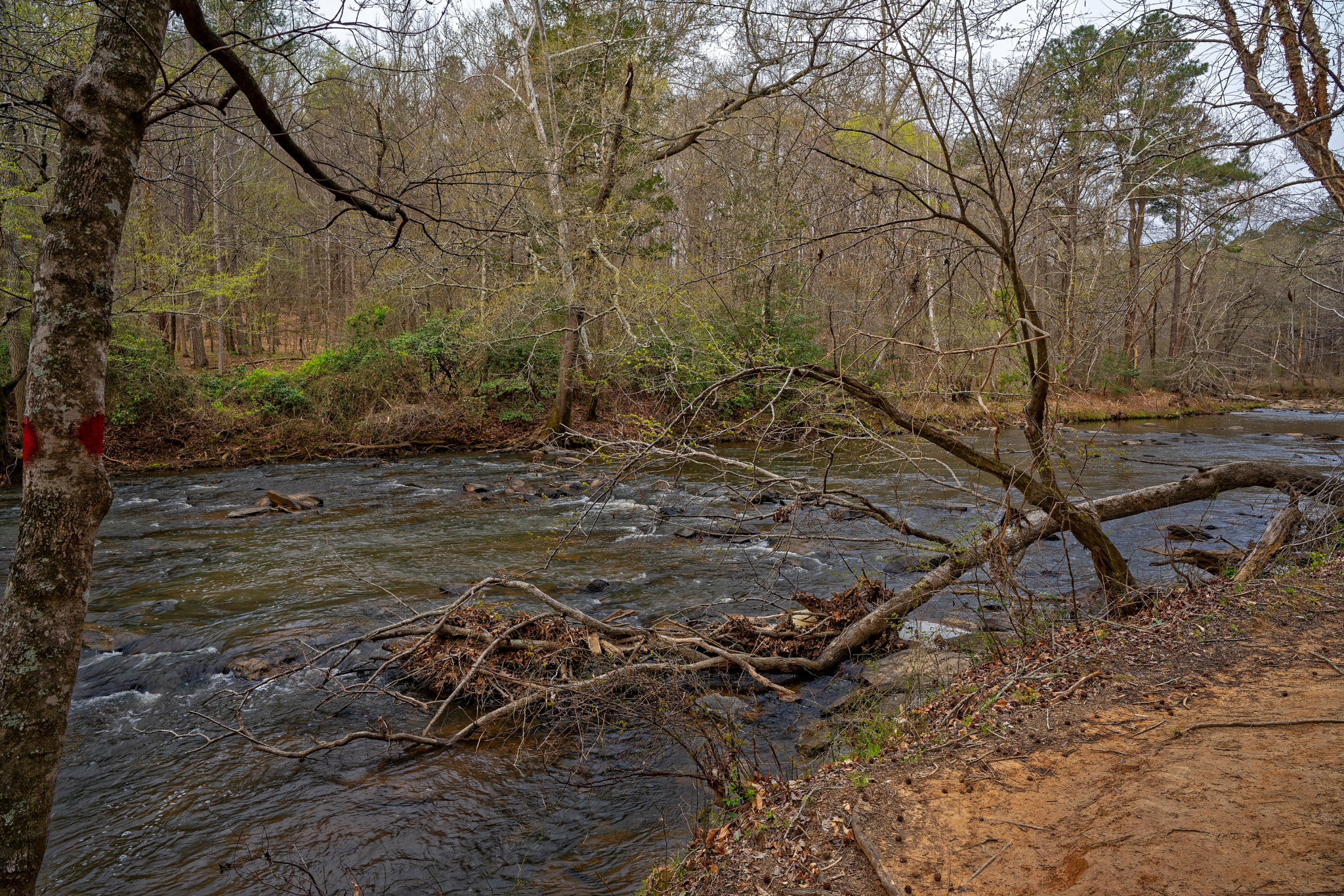 ZEISS Batis 25mm F2 sample photo. Enoriverparkdunnagan traildurhamnc photography