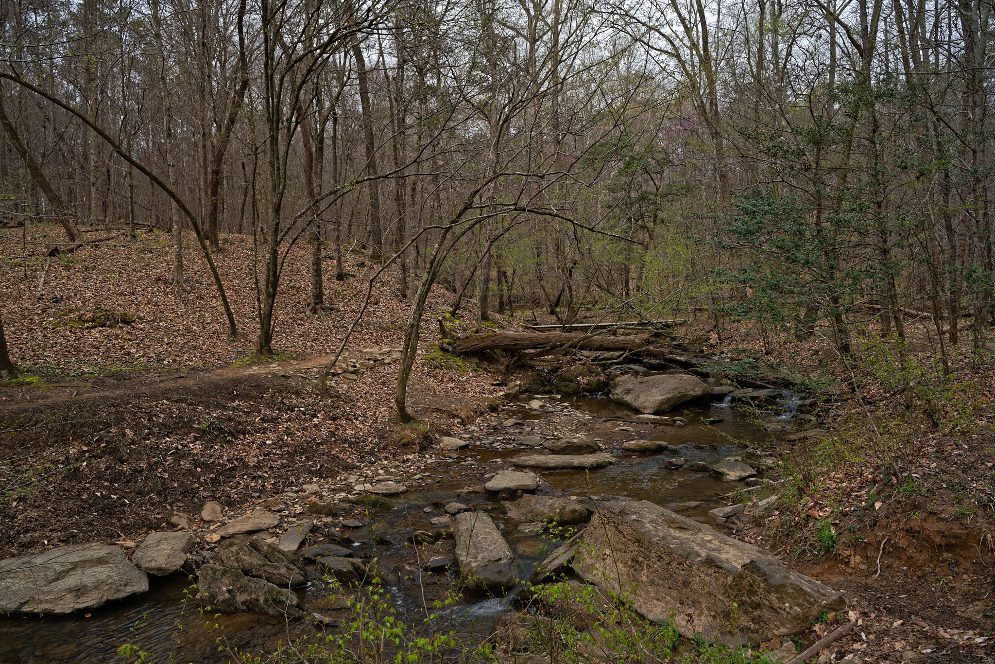 ZEISS Batis 25mm F2 sample photo. Enoriverparkdunnagan traildurhamnc photography