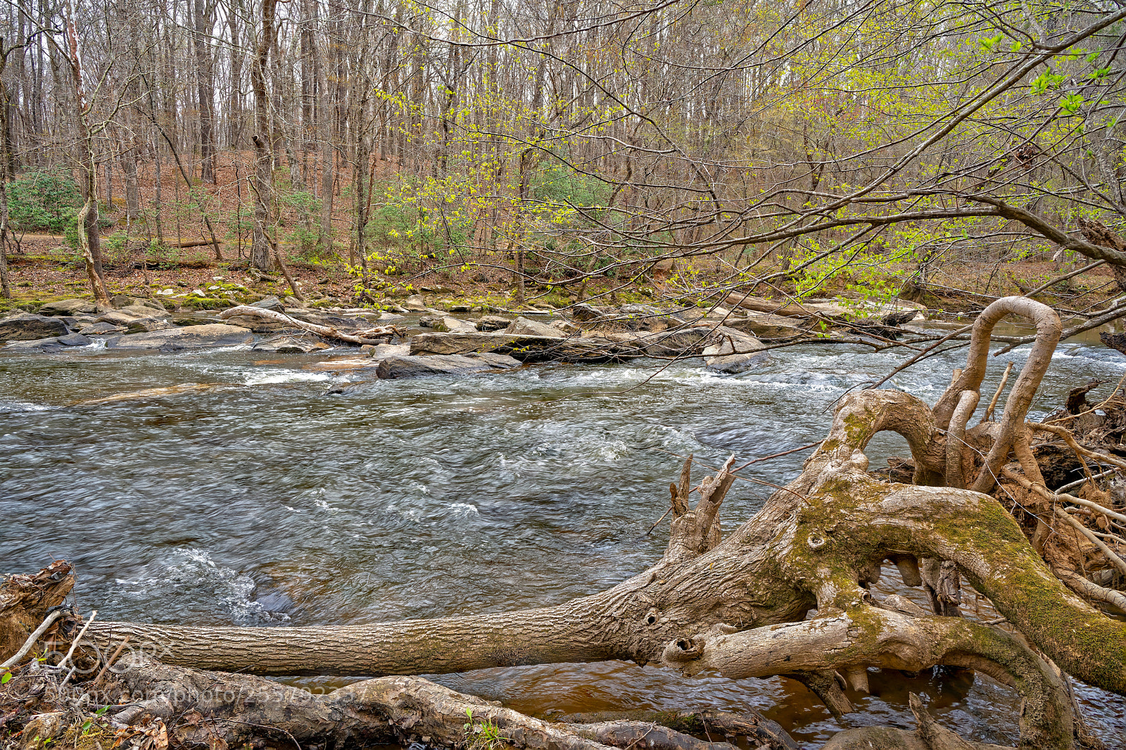 Sony a7R III sample photo. Enoriverparkdunnagan traildurhamnc fs photography