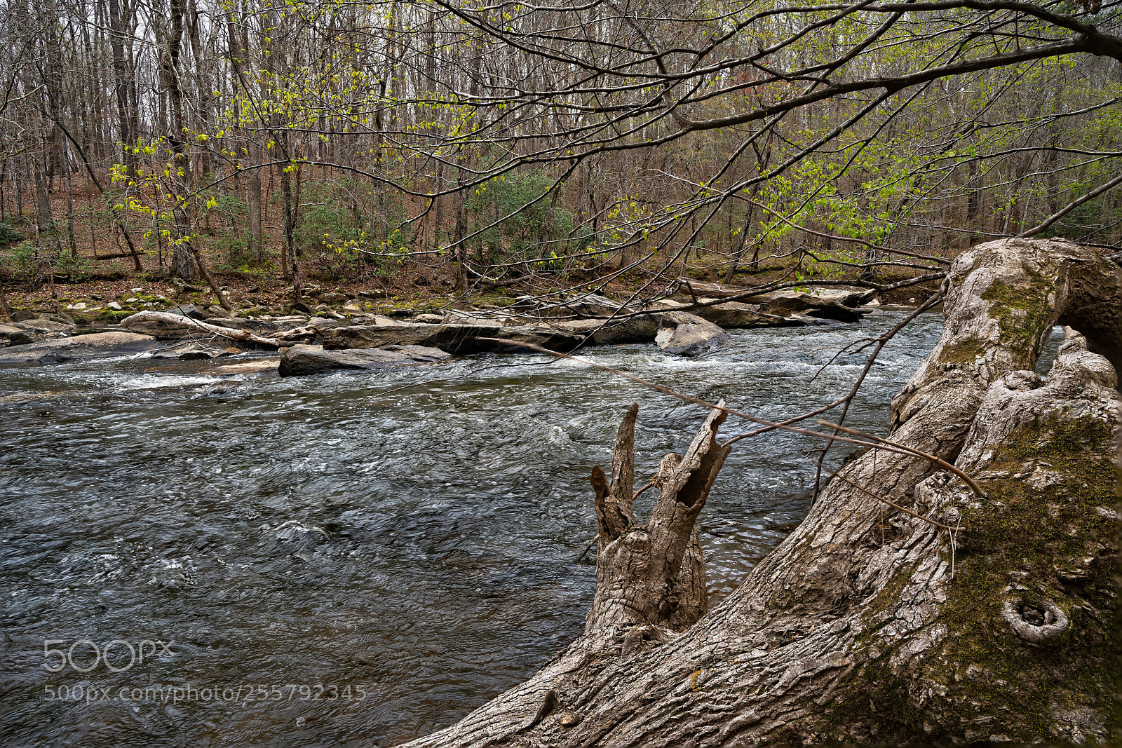 Sony a7R III sample photo. Enoriverparkdunnagan traildurhamnc fs photography