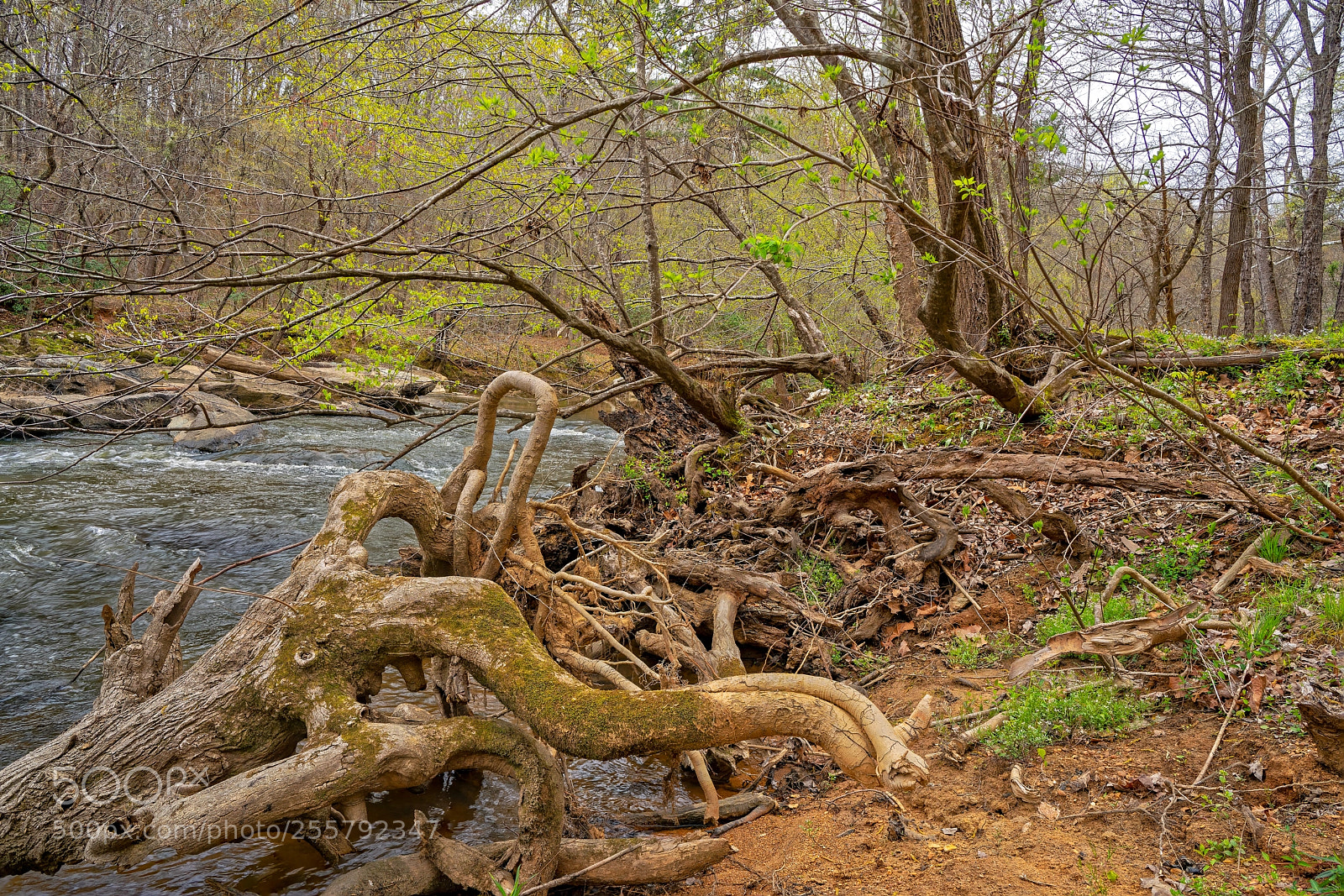 Sony a7R III sample photo. Enoriverparkdunnagan traildurhamnc fs photography