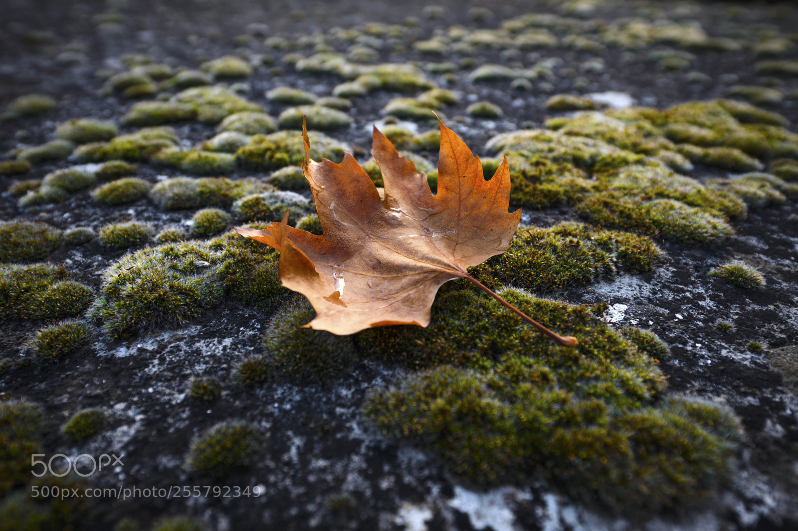 Nikon D600 sample photo. *** photography