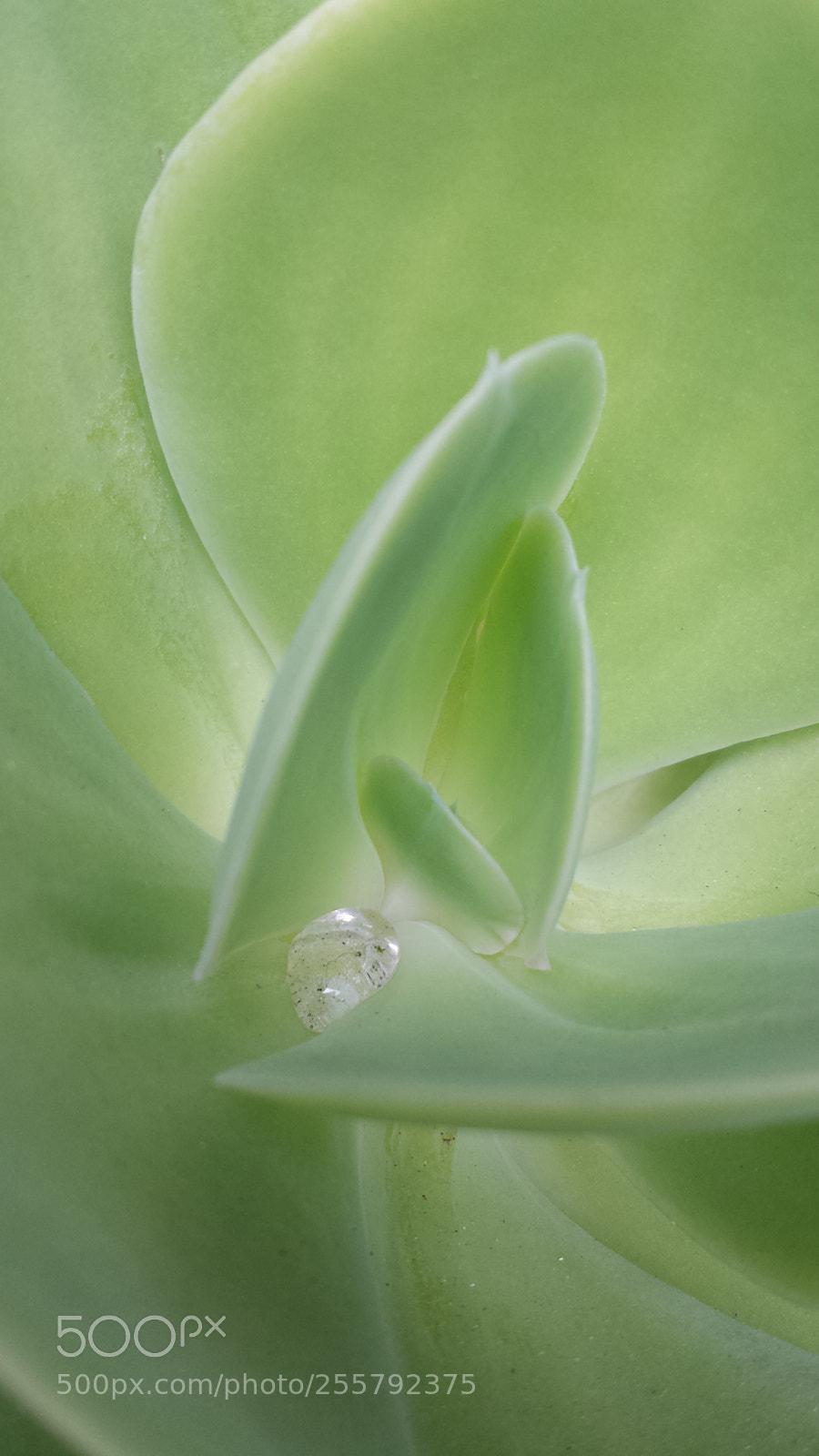 Samsung Galaxy S4 sample photo. Diamante photography