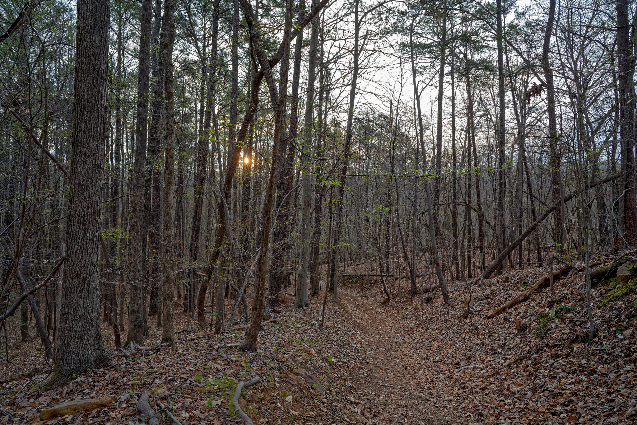 Sony a7R III + ZEISS Batis 25mm F2 sample photo. Enoriverparkdunnagan traildurhamnc photography