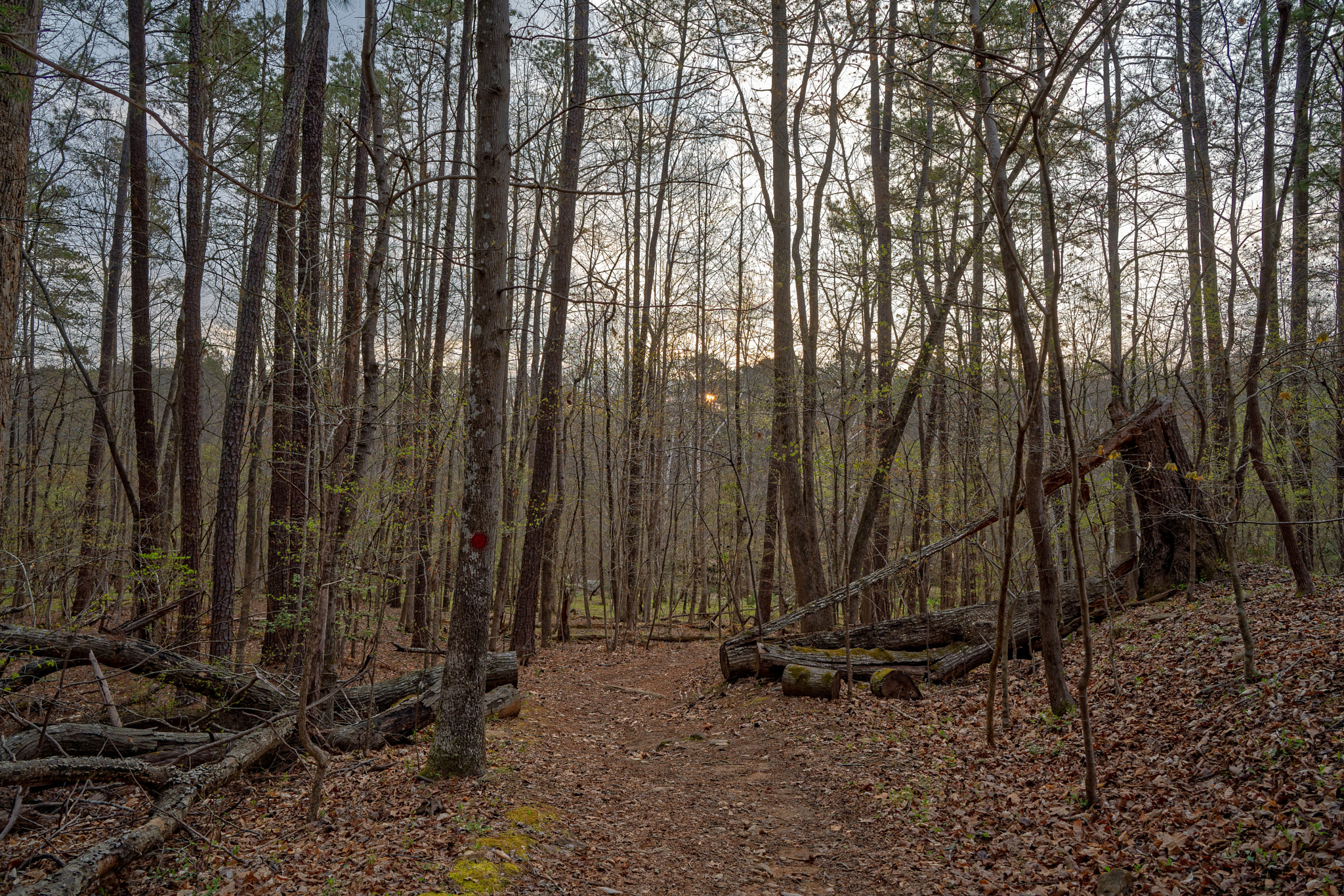 Sony a7R III + ZEISS Batis 25mm F2 sample photo. Enoriverparkdunnagan traildurhamnc photography