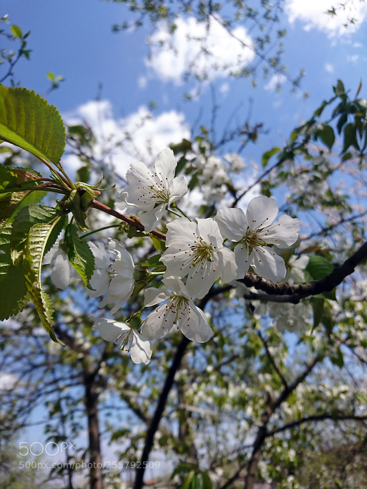 Sony Xperia XZ sample photo. () photography