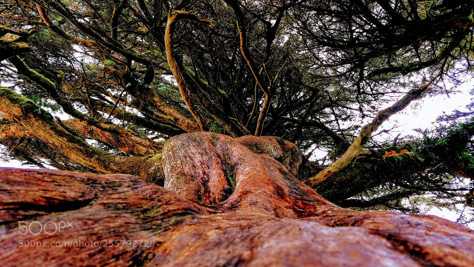 Samsung Galaxy S7 Edge sample photo. California tree photography