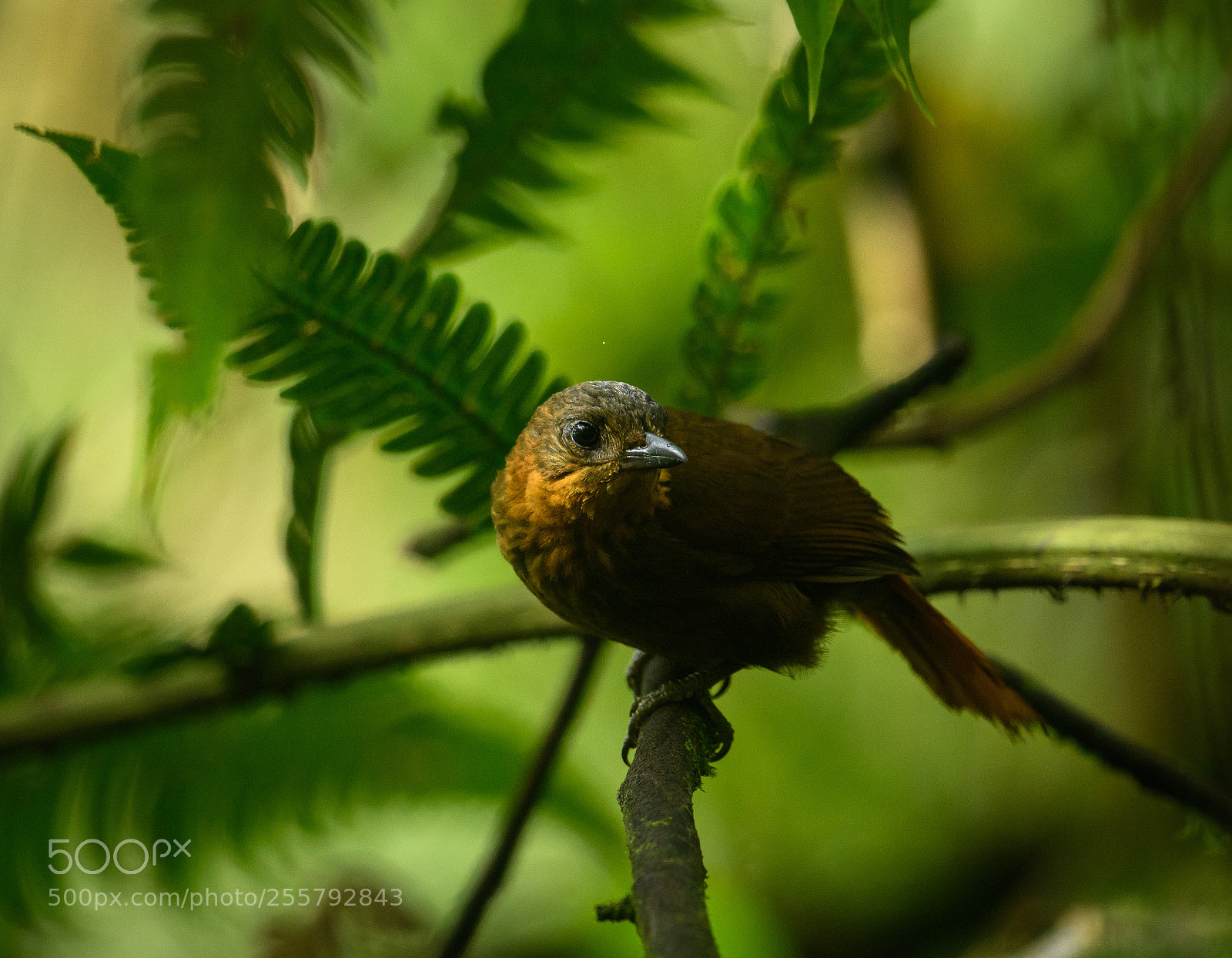 Nikon D850 sample photo. Skulking in the forest photography