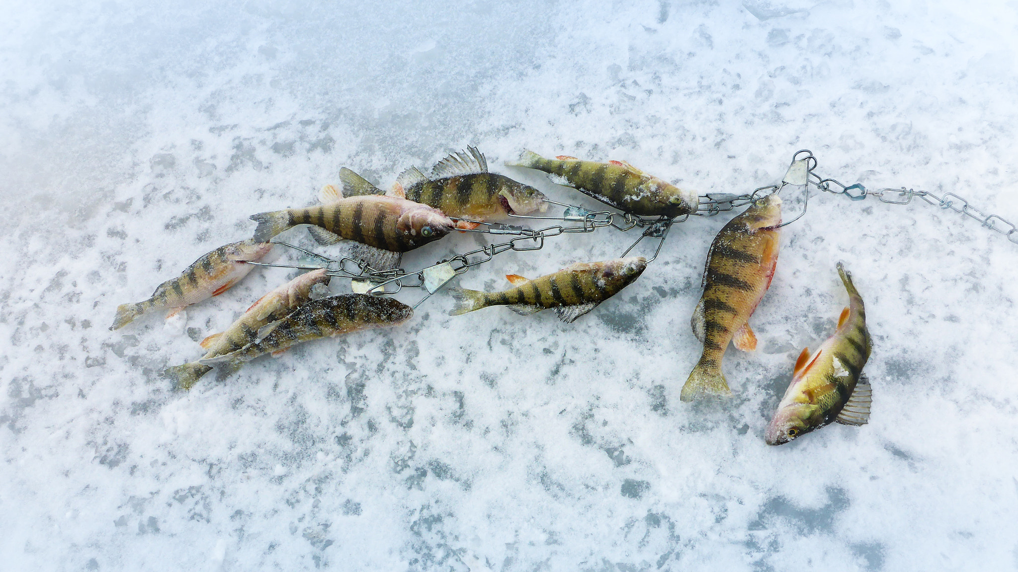 Panasonic Lumix DMC-TS5 (Lumix DMC-FT5) sample photo. Ice fishing - the catch photography