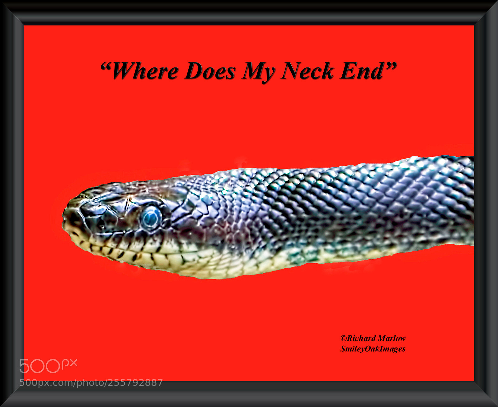 Nikon D5000 sample photo. Snake in frame photography