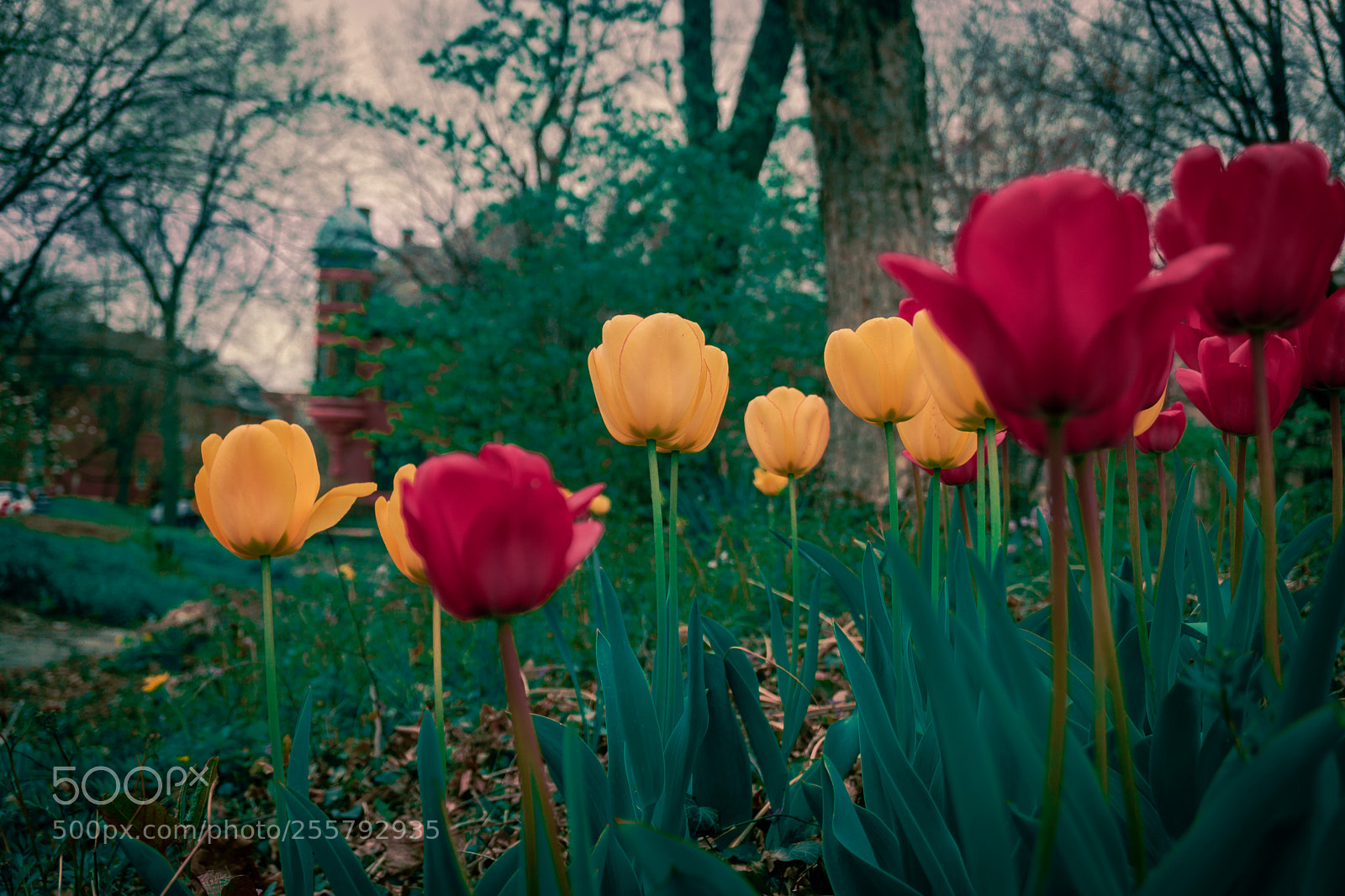 Sony a6000 sample photo. Red and yellow photography