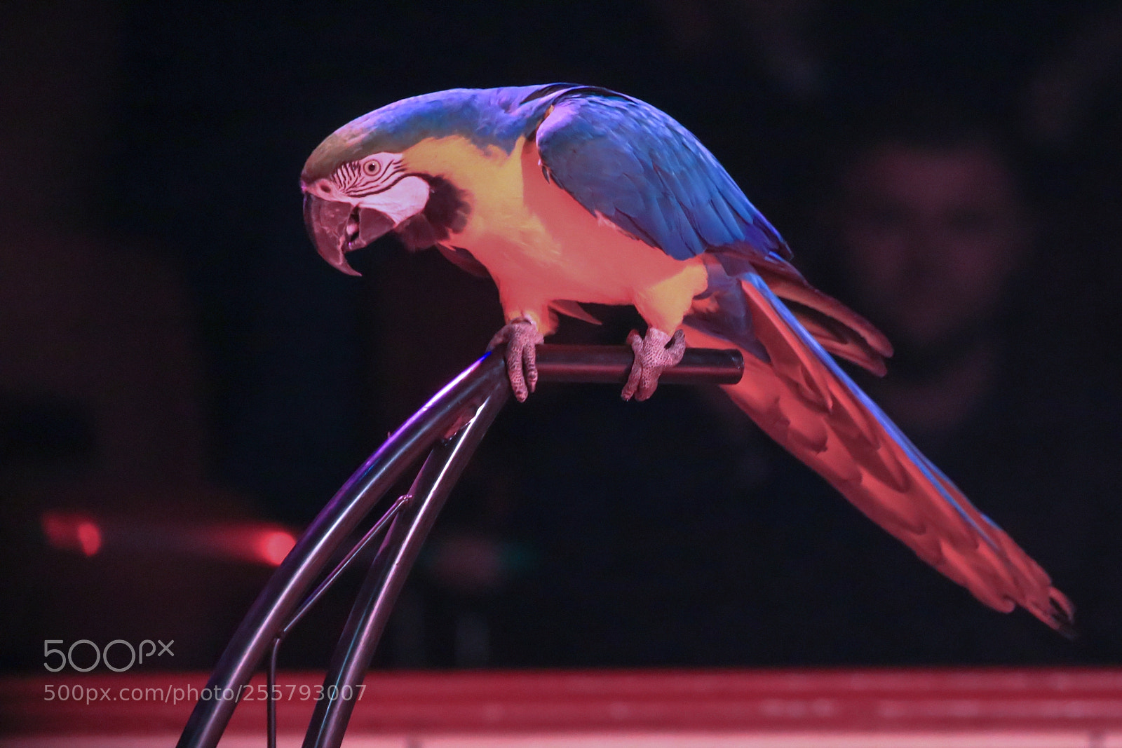 Canon EOS 760D (EOS Rebel T6s / EOS 8000D) sample photo. Circo photography