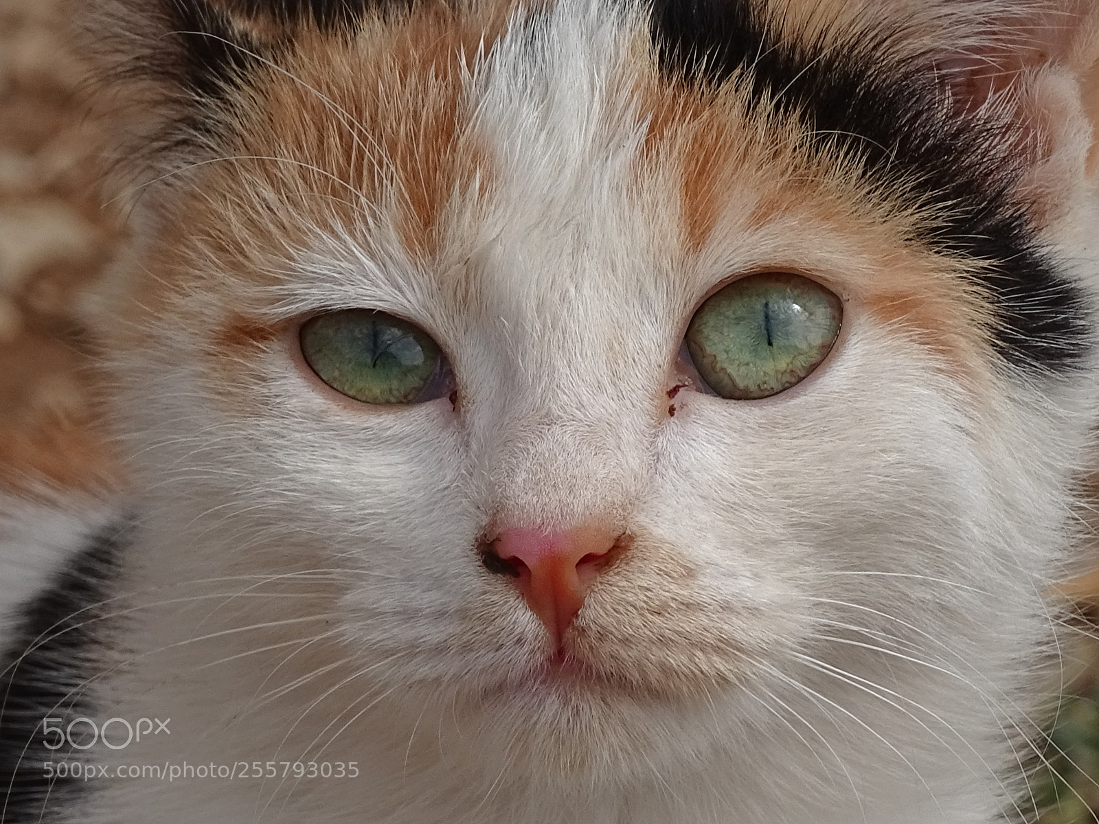 Sony Cyber-shot DSC-HX400V sample photo. Cat photography