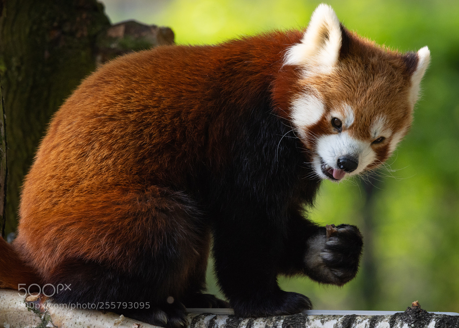 Nikon D7200 sample photo. Red panda photography