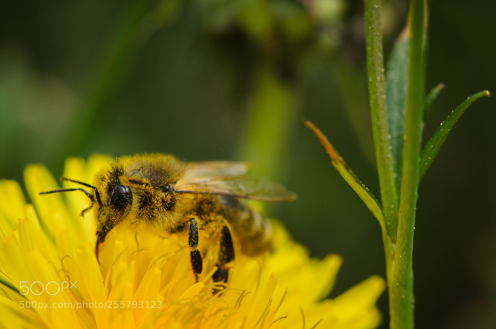 Nikon D7000 sample photo. Honey bee photography