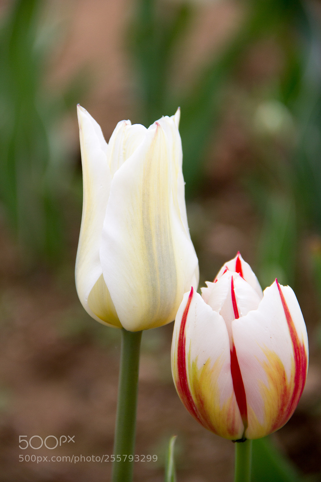 Canon EOS 60D sample photo. Different twins photography