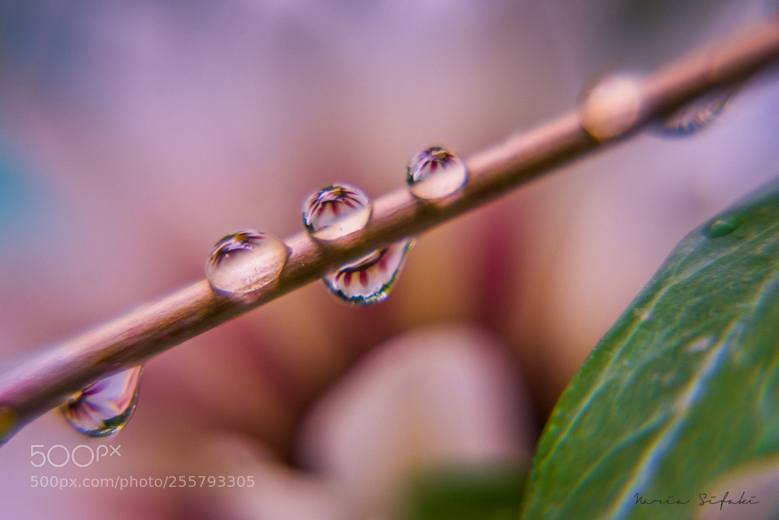 Sony a7 II sample photo. Flower drops photography