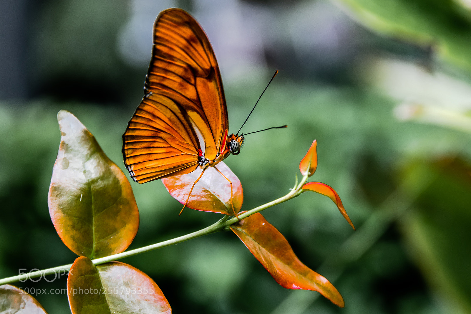 Canon EOS 80D sample photo. Butterfly on leaves photography