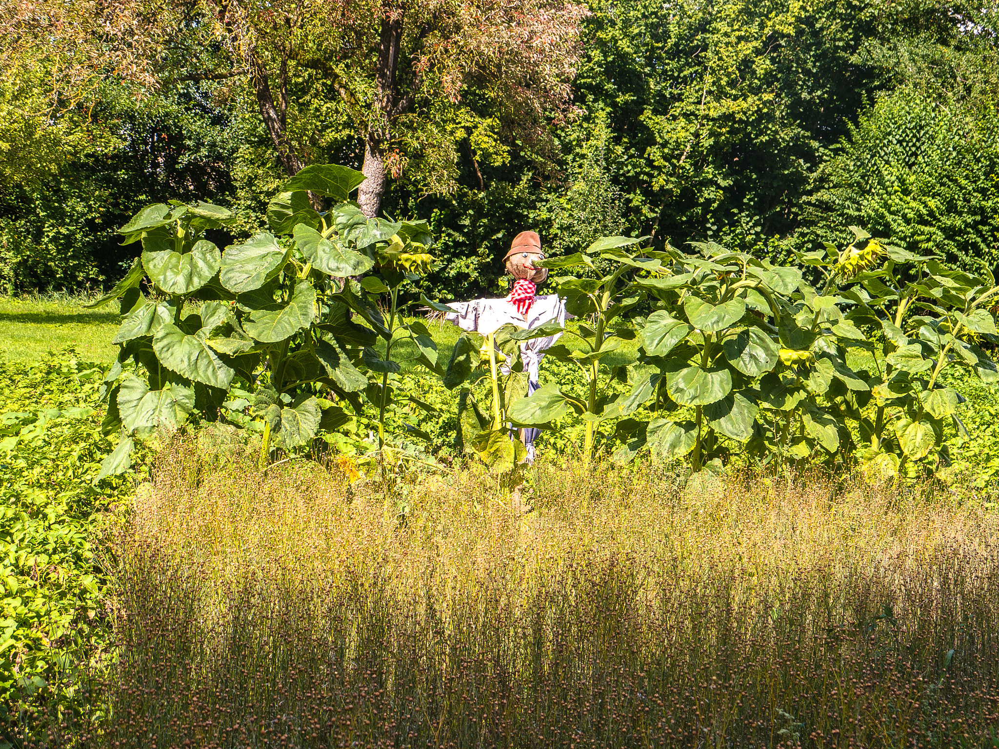 Panasonic Lumix DMC-G5 sample photo. Vogelscheuche / scarecrow photography