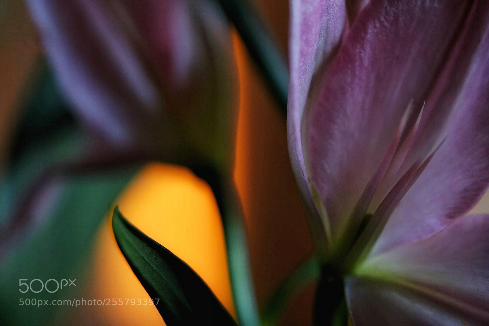 Sony a7 II sample photo. April lily  photography