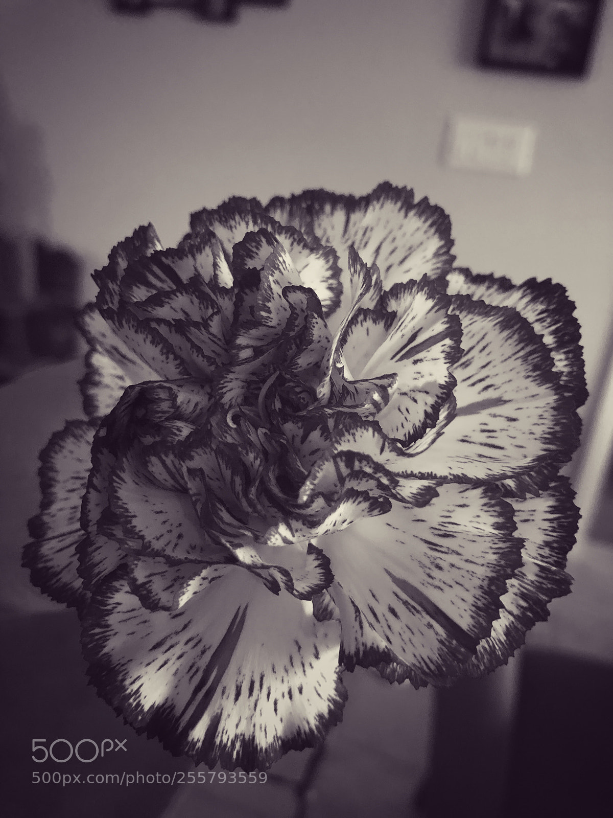 Apple iPhone 8 Plus sample photo. Blooms photography