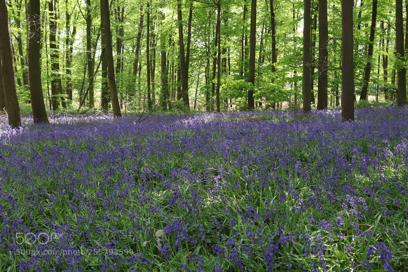 Canon EOS 77D (EOS 9000D / EOS 770D) sample photo. Violet carpet photography