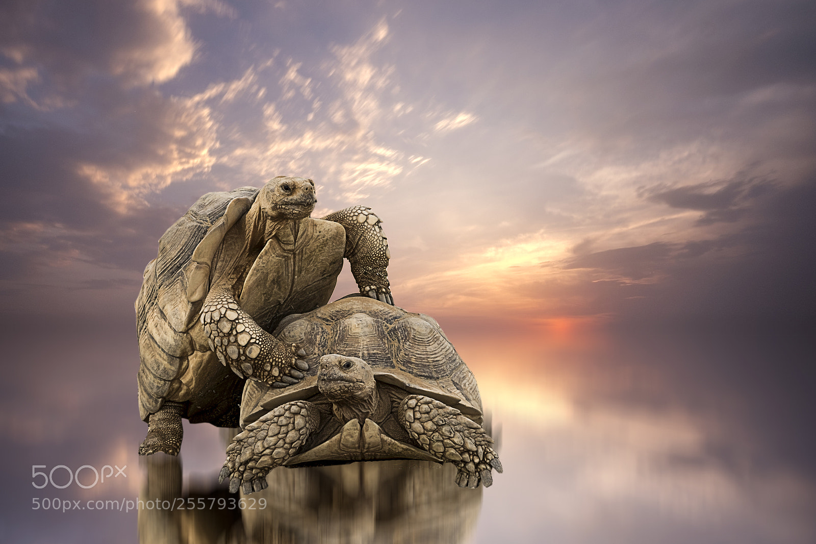 Fujifilm X-T10 sample photo. Tortoise photography