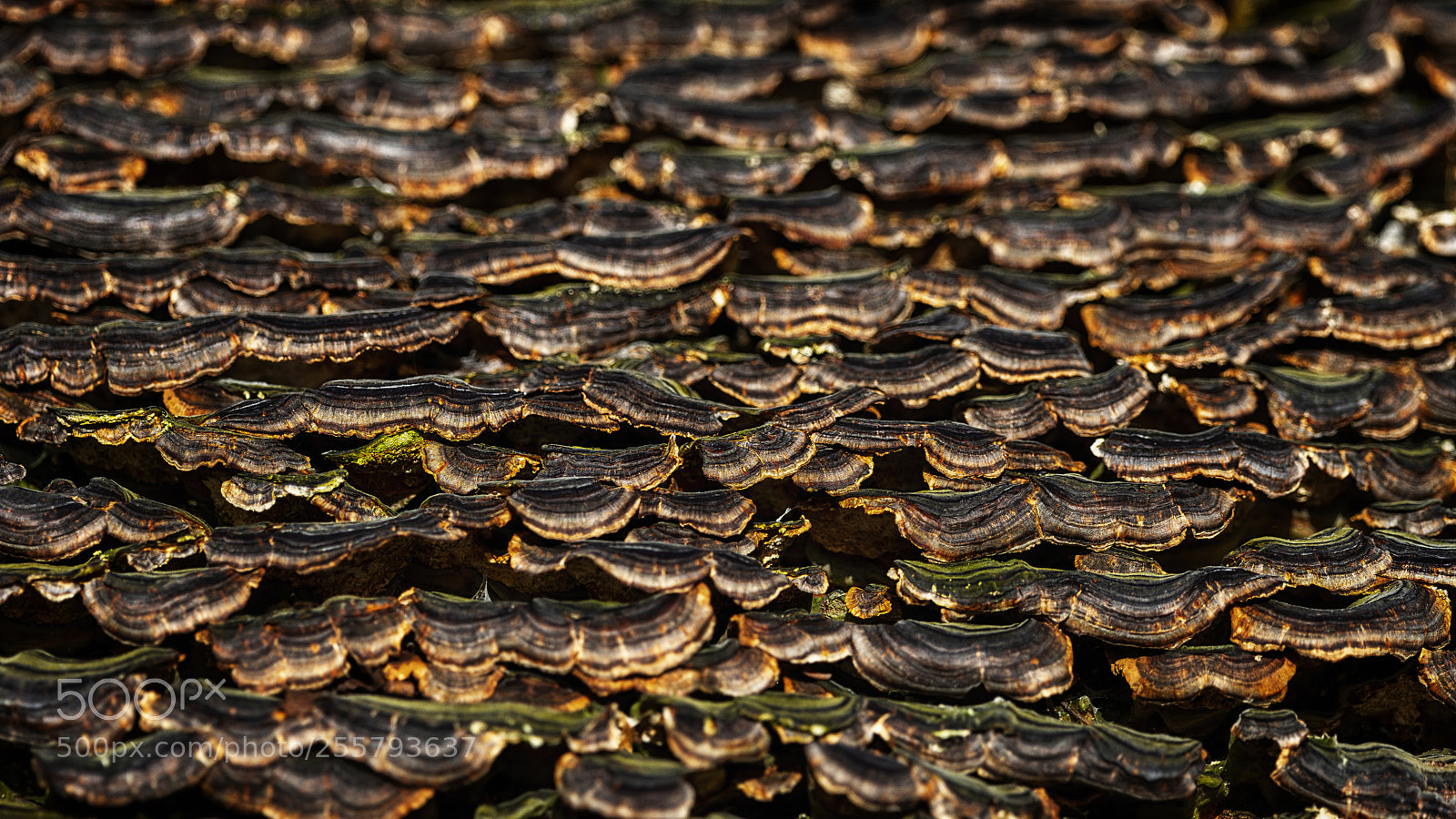Sony SLT-A99V sample photo. Mushroom colony photography