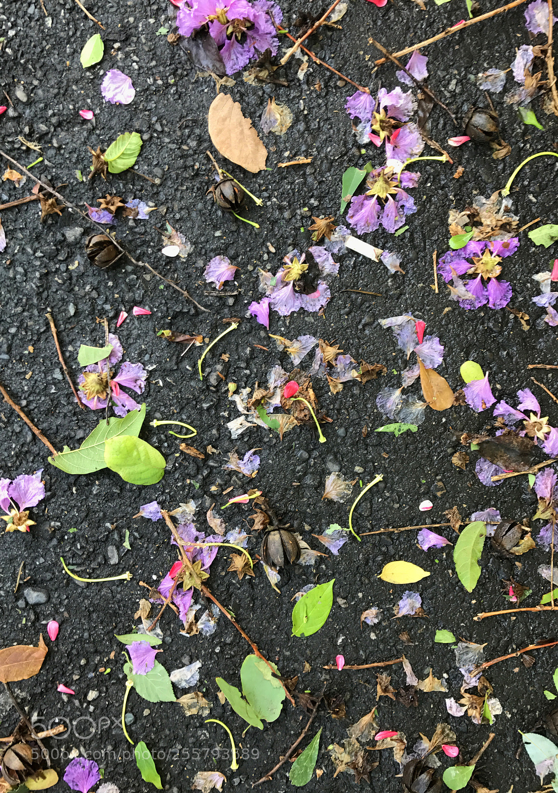 Apple iPhone 7 sample photo. Typhoon melody photography