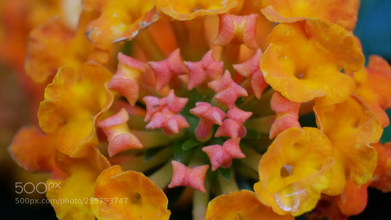 Fujifilm X-E1 sample photo. Flower photography